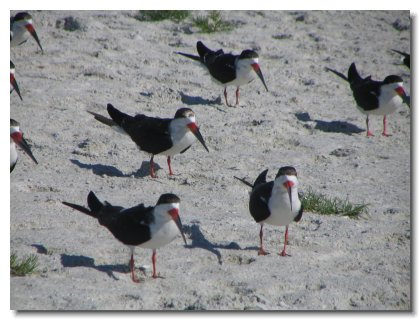 Florida 2006 (15)